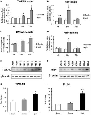 TWEAK Receptor Deficiency Has Opposite Effects on Female and Male Mice Subjected to Neonatal Hypoxia–Ischemia